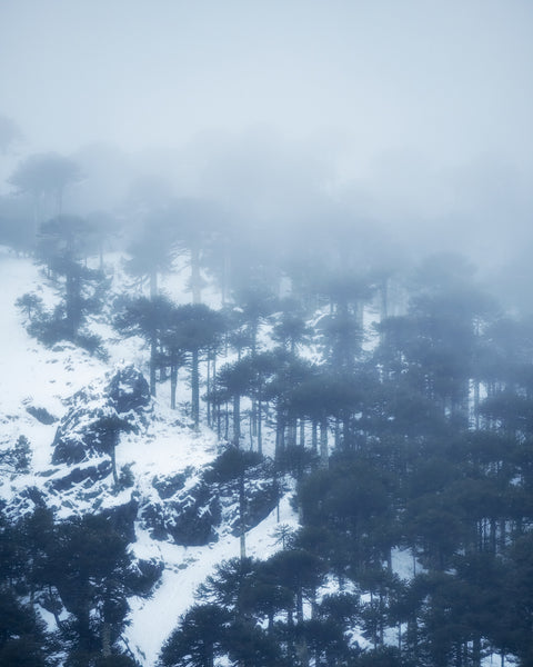 Araucanía Nevada