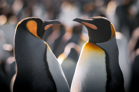 King Penguin