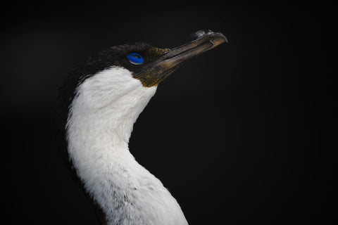 Blue-Eyed Shag