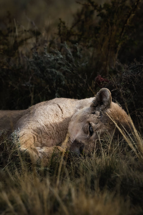 Male Puma