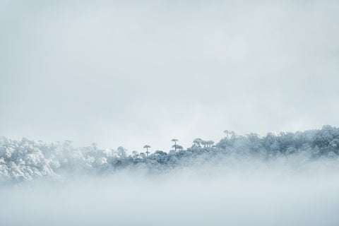 Entre la niebla