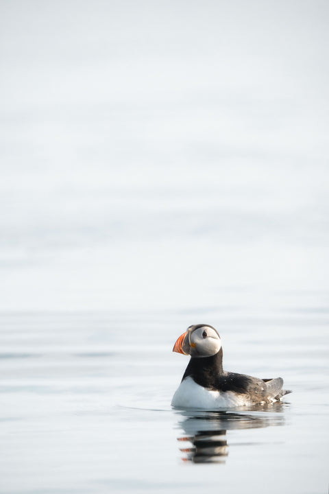 Puffin 01